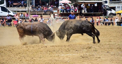 İNCİRLİOVA’DA BOĞA GÜREŞLERİ HEYECANI BAŞLIYOR