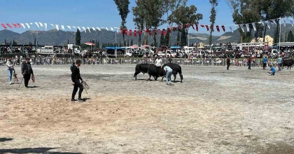 İNCİRLİOVA'DA PEHLİVAN BOĞALAR ARENAYA ÇIKTI
