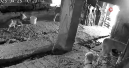 KÜTAHYA’DAKİ DEPREM İNEK VE BUZAĞILARI KORKUTTU