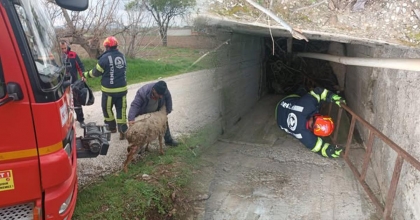 KUYUYA DÜŞEN KOYUN KURTARILDI