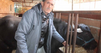 KAYMAK TALEBİ ÇOK, YETERLİ MANDA YOK