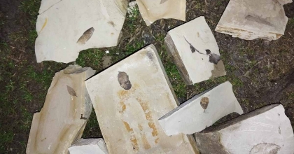 KUŞADASI'NDA 15 MİLYON YILLIK YAPRAK FOSİLİ BULUNDU