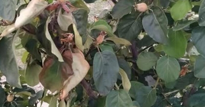 MANİSA’DA ÜRETİCİLERE ‘ATEŞ YANIĞI’ UYARISI