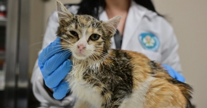 MİNİK PATİLER KLİNİĞİ’NDE KISIRLAŞTIRILAN KEDİ SAYISI 3 BİNİ GEÇTİ