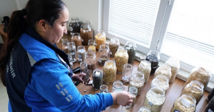 MUĞLA BÜYÜKŞEHİR, 2025 YILINDA 3 MİLYON ATA TOHUMU DAĞITTI