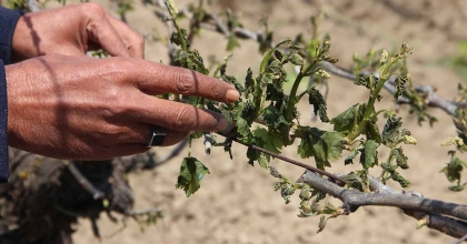 MANİSA'DA DON AFETİ ÜZÜM BAĞLARINA BÜYÜK ZARAR VERDİ