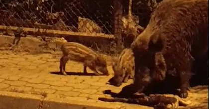 MARMARİS'TE YABAN DOMUZLARI KEDİYE SALDIRDI