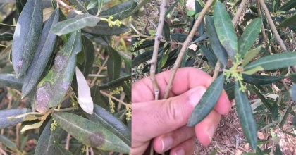 SALİHLİ’DE ZEYTİN ÜRETİCİLERİNE ‘HALKALI LEKE’ UYARISI