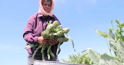 SAKIZ ENGİNARININ TARLADAN PAZARA HASAT YOLCULUĞU SÜRÜYOR