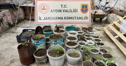 SAKSIYA EKTİĞİ 82 KENEVİR İLE YAKALANDI