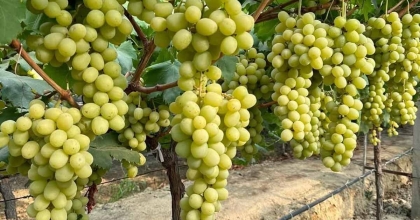 SARIGÖL'DE 'SONBAHARIN KRALI' ÜZÜM TÜRÜ YAYGINLAŞIYOR