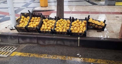 SARIGÖL'DE LİMON AYVA ÜRETİMİ YAYGINLAŞIYOR