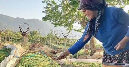 SARIGÖL TÜTÜN DİKİMİNE HAZIRLANIYOR