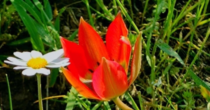 SENEDE BİR KERE AÇIP 10 GÜN YAŞIYOR