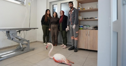 TEDAVİ EDİLEREK DOĞAL YAŞAMA BIRAKILDI