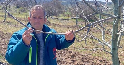 TAVŞANLI'DA ZİRAİ DON HASAR TESPİT BAŞVURULARI BAŞLADI