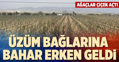 ÜZÜM BAĞLARINA BAHAR ERKEN GELDİ