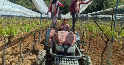 ÜZÜM BAĞLARINA İTALYAN DOLU TÜL SİSTEMİ UYGULAMASI BAŞLANDI