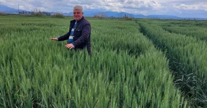 YAĞIŞLAR BUĞDAYA CAN SUYU OLDU, SÖKE OVASI'NDA YÜZLER GÜLDÜ