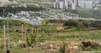 YAMANLAR YANGININDA ZARAR GÖREN AĞAÇLAR YAŞAMA TUTUNDU