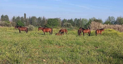 YILKI ATLARI MANİSA'NIN YENİ SOKAK HAYVANLARI OLDU