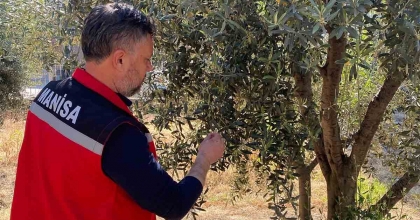 ZEYTİN ÜRETİCİLERİNE 'PAMUKLU BİT' UYARISI