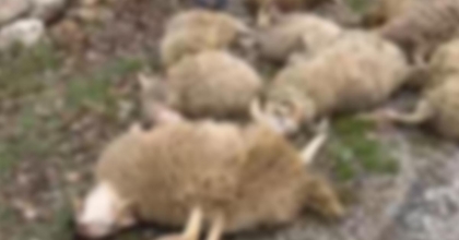 UŞAK’TAKİ YANGINDA 54 KUZU TELEF OLDU