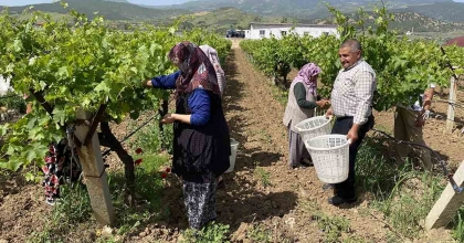 YAPRAĞI MEYVESİNDEN DAHA ÇOK KAZANDIRIYOR