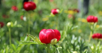 'İTECİK LALESİ'Nİ KOPARMANIN CEZASI 550 BİN TL