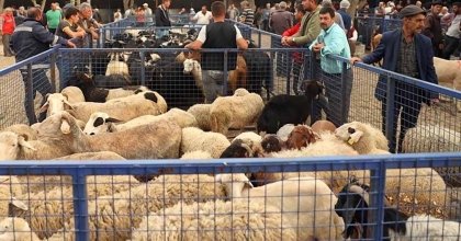 MUĞLA’DA KURBAN KESİM ÜCRETLERİ BELLİ OLDU