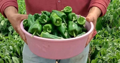 ACISIYLA ÜNLÜ EMCELLİ BİBERİ KİLOSU 250 TL'DEN PİYASAYA ÇIKTI