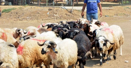 ALİAĞA'DA KURBANLIK KESİM FİYATLARI BELLİ OLDU