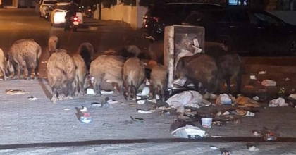 MARMARİS'TE YABAN DOMUZU İSTİLASI YAŞANIYOR