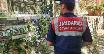 BU ÇİÇEĞİ KOPARMANIN CEZASI 557 BİN TL