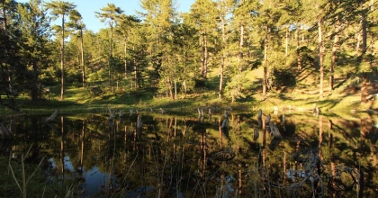 ÇAM AĞAÇLARININ ARASINDAKİ DOĞAL GÜZELLİK: KOCAGÖL