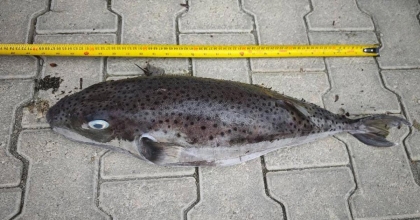 DATÇA'DA REKOR BOYUTTA BALON BALIĞI KARAYA VURDU