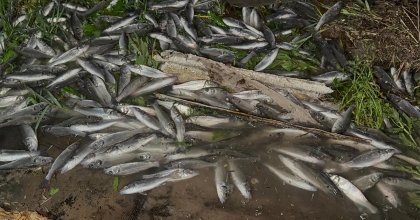  DEVRİLEN TIRDAN KARAYOLUNA SAÇILAN KİLOLARCA BALIK TELEF OLDU