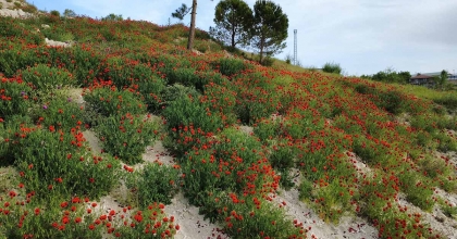 DEMİRCİ'DE GELİNCİK ÇİÇEKLERİNDEN GÖRSEL ŞÖLEN