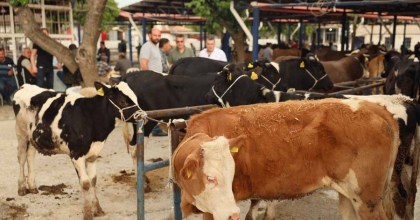 DİDİM'DE KURBAN KESİM YERLERİ BELLİ OLDU