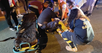 DOMUZ SÜRÜSÜNE ÇARPAN MOTOSİKLET SÜRÜCÜSÜ AĞIR YARALANDI