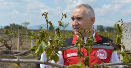 DON ZARARI SONRASI BAĞLARDA YAPILMASI GEREKENLER SIRALANDI