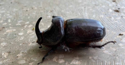 DÜNYANIN EN GÜÇLÜ BÖCEĞİ MANİSA’DA BULUNDU