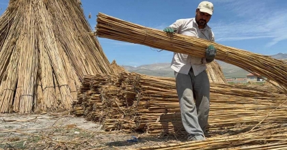 EBER GÖLÜ'NDE KAMIŞ HASADI BAŞLADI