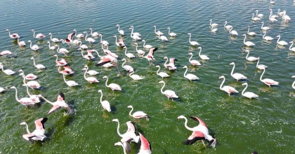 FLAMİNGOLAR DOĞANIN BAHARA UYANIŞINI MÜJDELEDİ