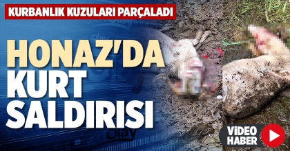 HONAZ'DA KURT SALDIRISI
