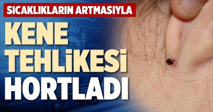 KENE TEHLİKESİ HORTLADI