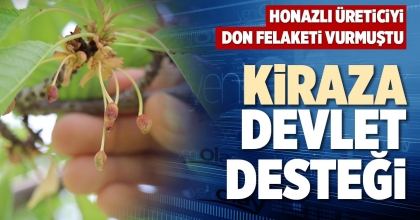 KİRAZA DEVLET DESTEĞİ