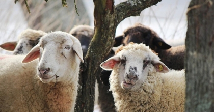 KURBANLIKLAR GÜVENDE