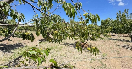 KİRAZLI’DA SOĞUK HAVA KİRAZ HASADINI VURDU