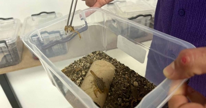 KUŞADASI'NDA SARI AKREP VE ZEHİR ÜRETİM TESİSİ KURULDU